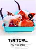 COSMIC CAT WISDOM CARDS