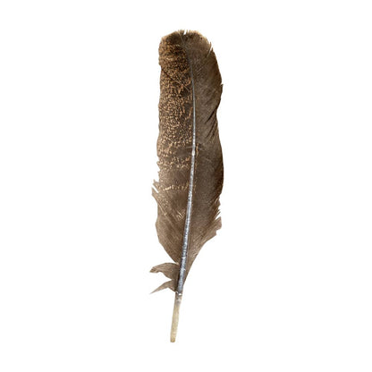 Turkey Feather, 10-12 inch, Single: Eagle