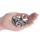 Abalone Shell Tumbled Unsized