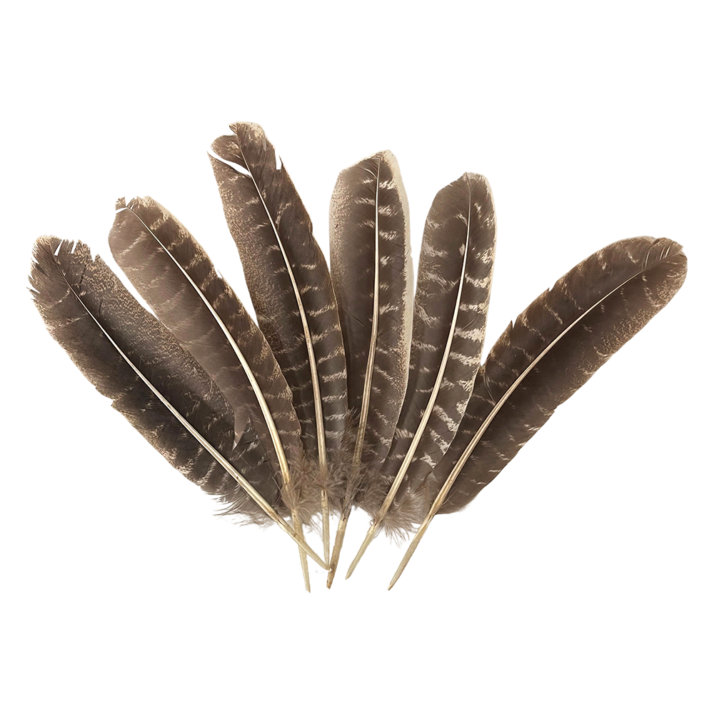 Turkey Feather, 9-11 inch, Single