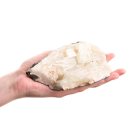 Apophyllite Cluster 5-6", India