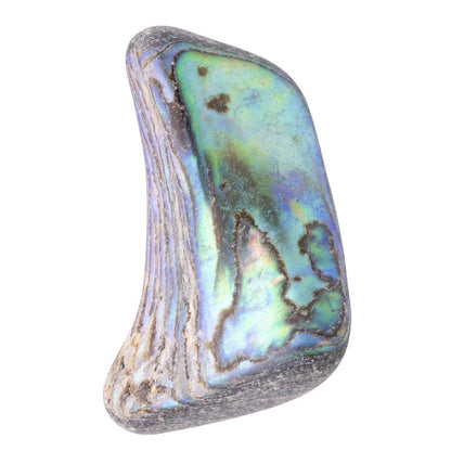 Abalone Shell Tumbled Unsized
