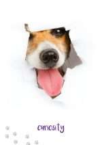 DOG WISDOM CARDS New Edition by Tanya Graham