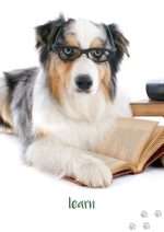 DOG WISDOM CARDS New Edition by Tanya Graham