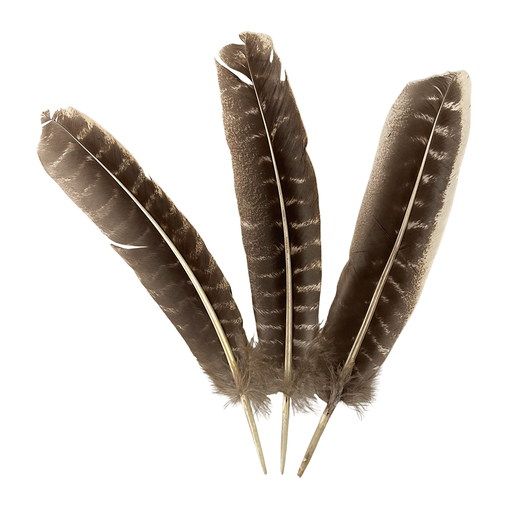 Turkey Feather, 10-12 inch, Single: White