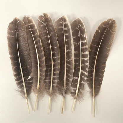 Turkey Feather, 9-11 inch, Single