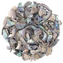 Abalone Shell Tumbled Unsized