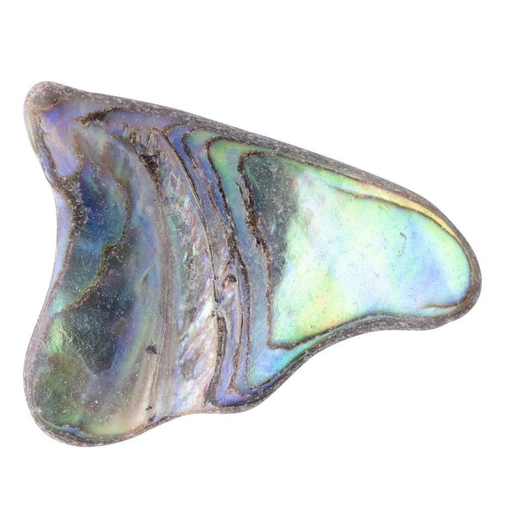 Abalone Shell Tumbled Unsized