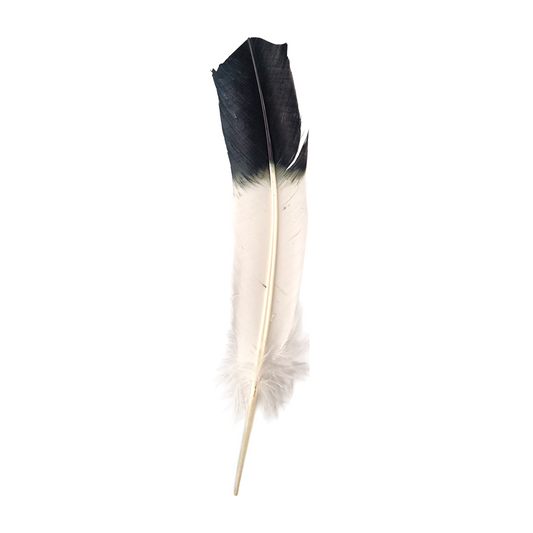 Turkey Feather, 10-12 inch, Single: Eagle