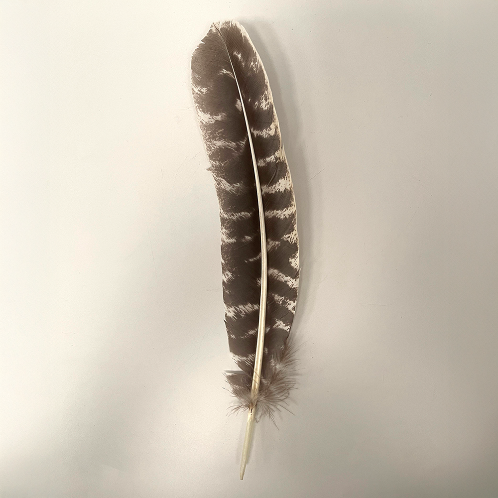 Turkey Feather, 9-11 inch, Single