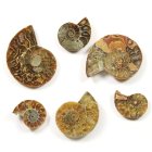 Ammonites Pair, Madagascar
