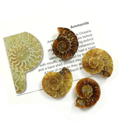 Ammonites Pair, Madagascar